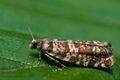 Epinotia_tedella_ci1687s