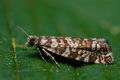 Epinotia_tedella_ci1703s