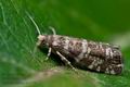 Epinotia_tedella_ci6955s