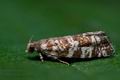 Epinotia_tedella_cj5385s