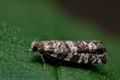 Epinotia_tedella_cj5398s