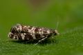 Epinotia_tedella_jd7790s