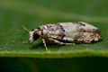 Epinotia_thapsiana_cp5346s