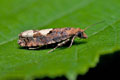 Epinotia_trigonella_jj6003s
