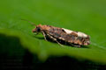Epinotia_trigonella_jj6020s