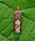 Epinotia_trigonella_jj6042s