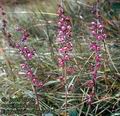 Epipactis_atrorubens_4748