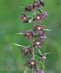 Epipactis_atrorubens_bh2000