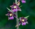 Epipactis_atrorubens_cd8127s