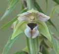 Epipactis_helleborine_af3950