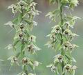 Epipactis_helleborine_af3964