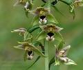 Epipactis_helleborine_d2651