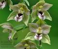 Epipactis_helleborine_d2656