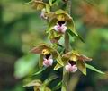 Epipactis_helleborine_hy0593