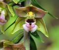 Epipactis_helleborine_hy0601