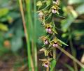 Epipactis_helleborine_hy0612