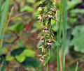 Epipactis_helleborine_hy0615