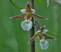 Epipactis_palustris_hg8390