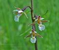 Epipactis_palustris_hg8393