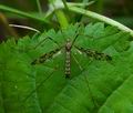Epiphragma_ocellare_cc7491s