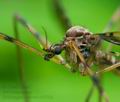 Epiphragma_ocellare_cc7535s