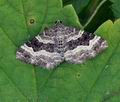 Epirrhoe_alternata_bm0654