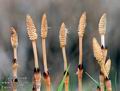 Equisetum_arvense_11487