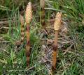 Equisetum_arvense_4751