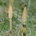 Equisetum_arvense_ae1152