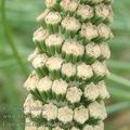 Equisetum_arvense_ae1157