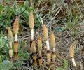 Equisetum_arvense_ae1163