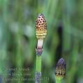 Equisetum_fluviatile_ah6724