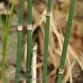 Equisetum_hyemale_bf6976