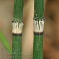 Equisetum_hyemale_bf6985