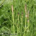 Equisetum_palustre_ab1732