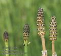 Equisetum_palustre_ab1741