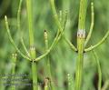 Equisetum_palustre_ab1747