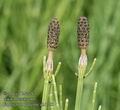 Equisetum_palustre_ab1765