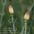 Equisetum_palustre_ah6643