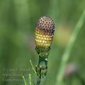 Equisetum_palustre_ah6653