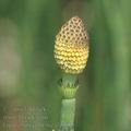 Equisetum_palustre_ah6658