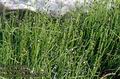 Equisetum_scirpoides_6364