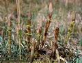 Equisetum_sylvaticum_4750