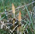 Equisetum_telmateia_4749