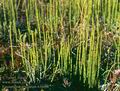 Equisetum_variegatum_6360