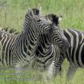 Equus_burchelli_ed7113