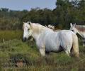 Equus_caballus_bg3310