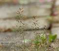 Eragrostis_minor_a5114