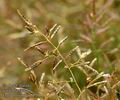 Eragrostis_minor_a5116