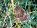 Erebia_aethiops_10383